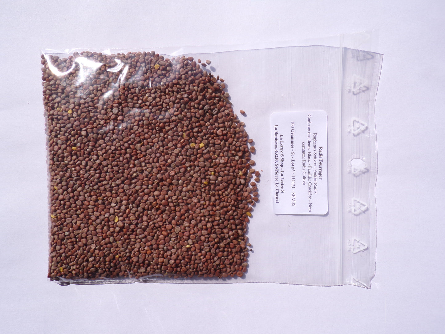 Radis Fourrager - Raphanus Sativus (Engrais Vert) SEM05