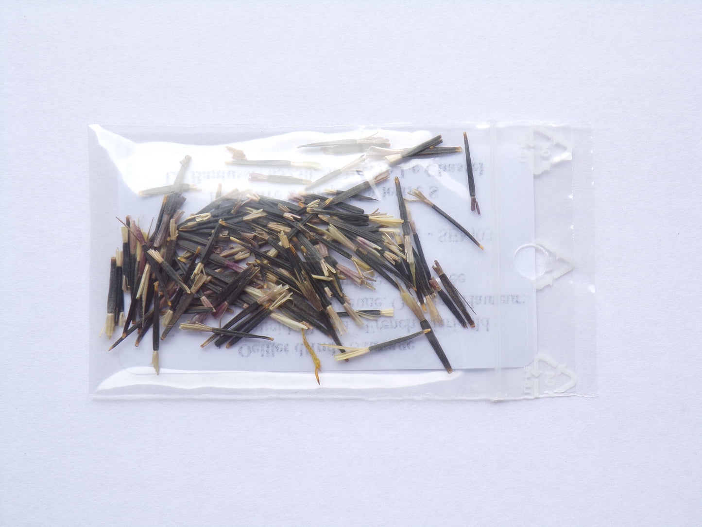 Oeillet d'Inde Sauvage - Tagete Nematicides Patula (Engrais Vert) SEM03