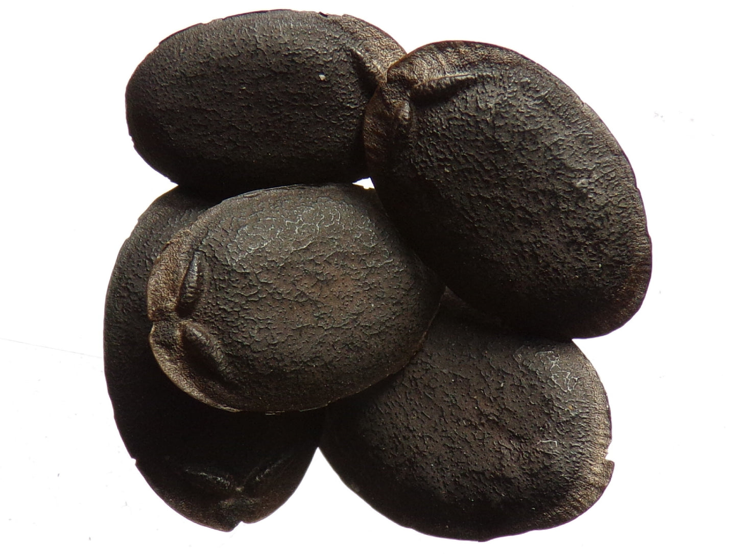 Courge Eponge - Luffa Aegyptiaca - SEM15