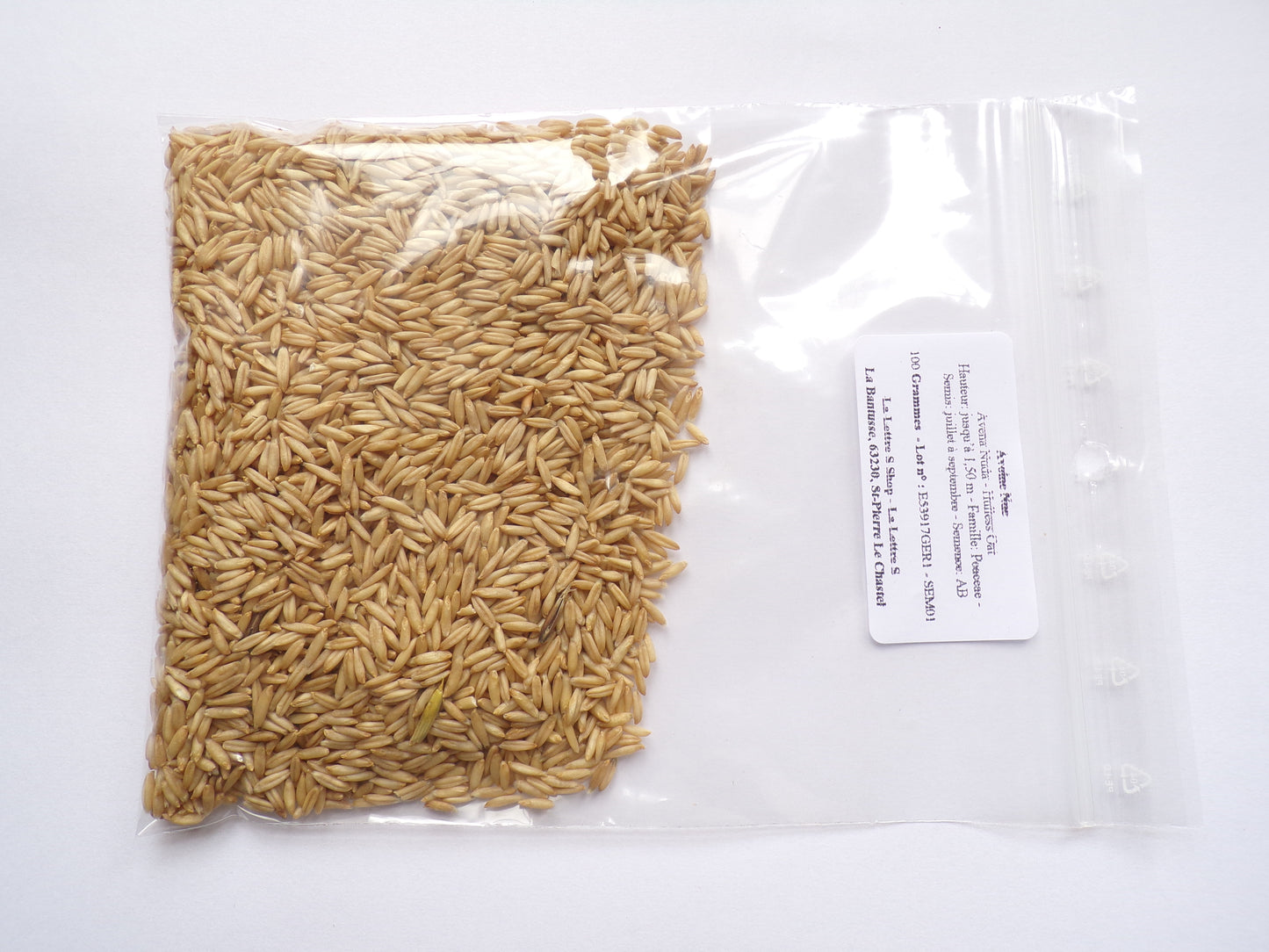 Avoine Nue - Avena Nuda (Engrais Vert) SEM01