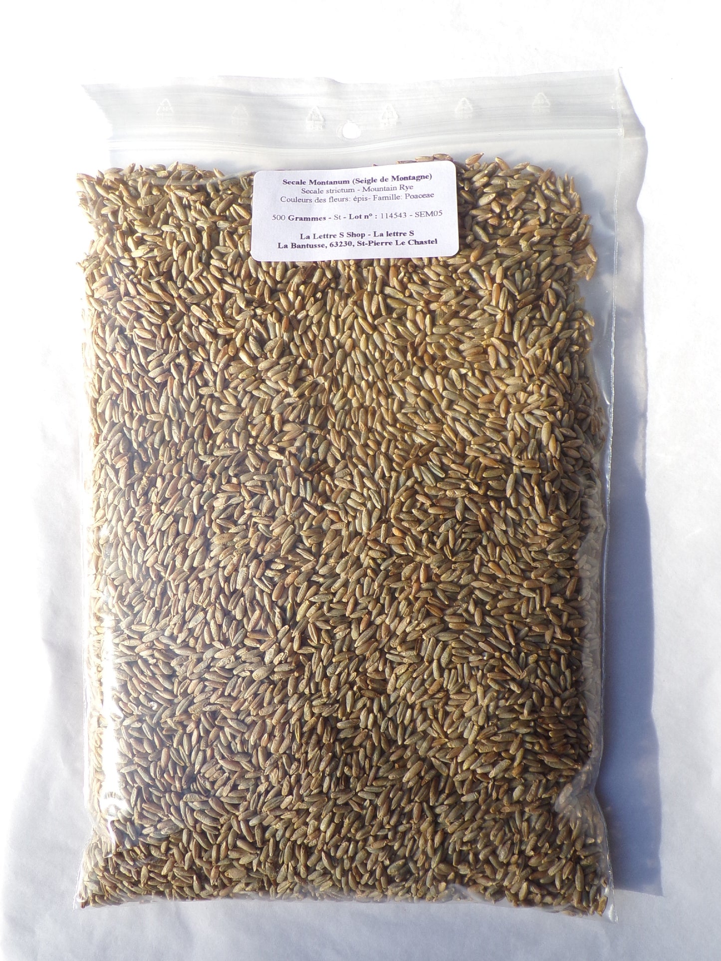 Secale Montanum (Seigle de Montagne) - Secale Strictum (Engrais Vert) SEM05