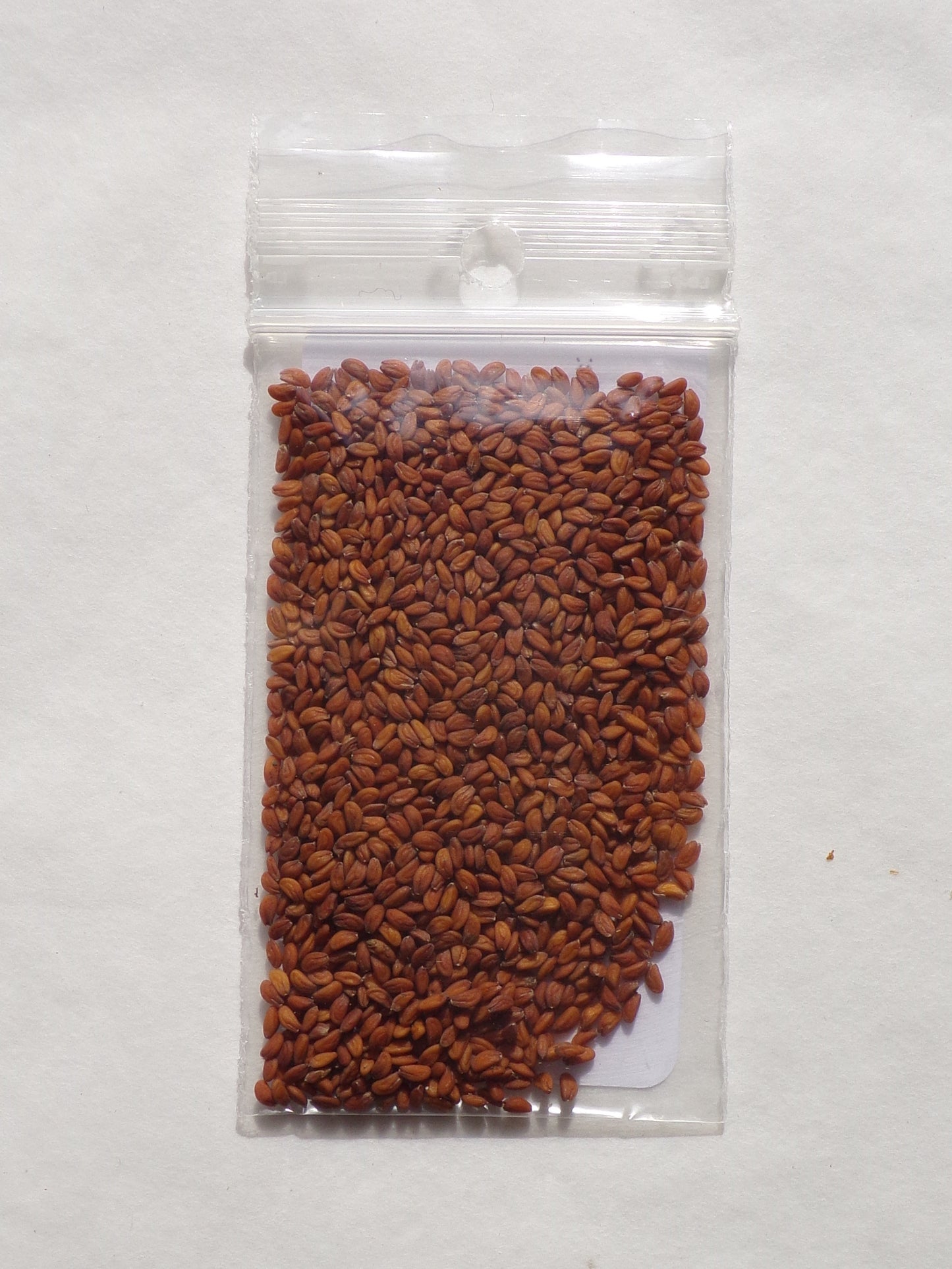 Cresson Alénois Bio - Lepidium Sativum L. - SEM02