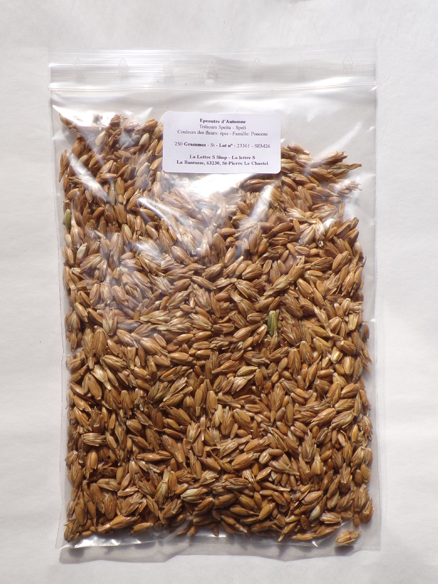 Épeautre d’Automne - Triticum Spelta (Engrais Vert) SEM26