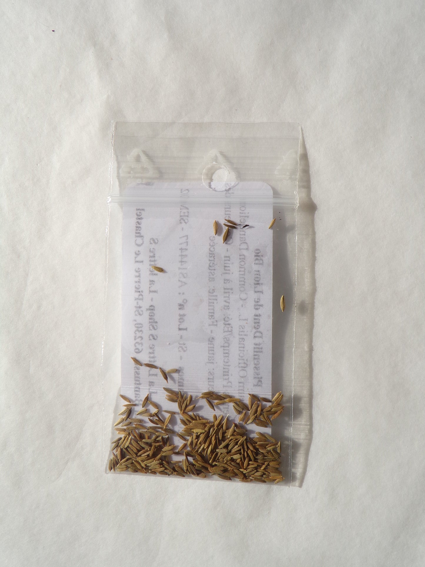 Pissenlit Dent de Lion Bio - Taraxacum Officinalis L. - SEM02