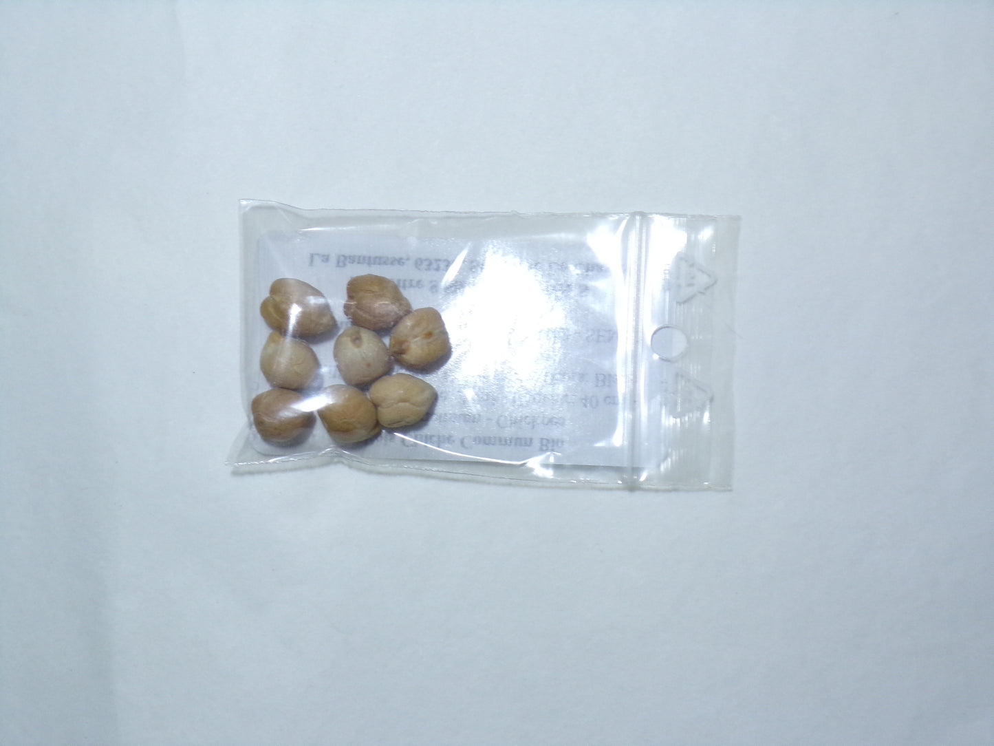 Pois Chiche - Cicer Arietinum – SEM02