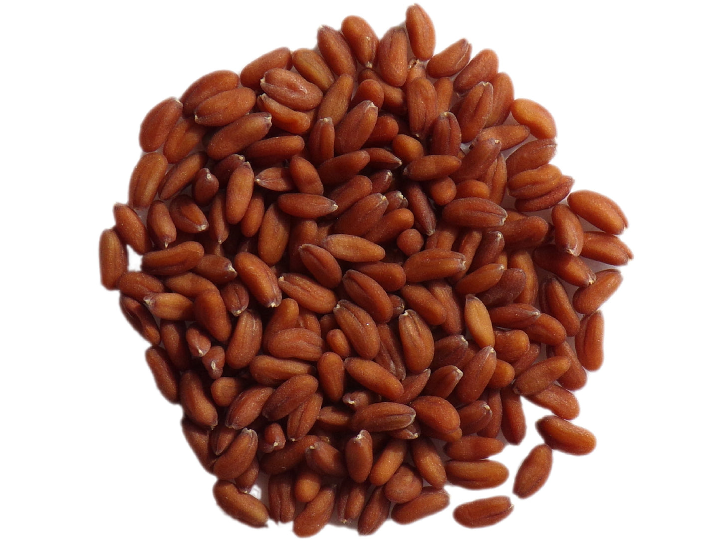 Cresson Creon NT - Lepidium Sativum L. - SEM21