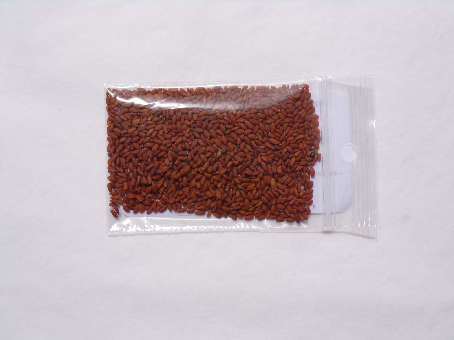 Cresson Creon NT - Lepidium Sativum L. - SEM21
