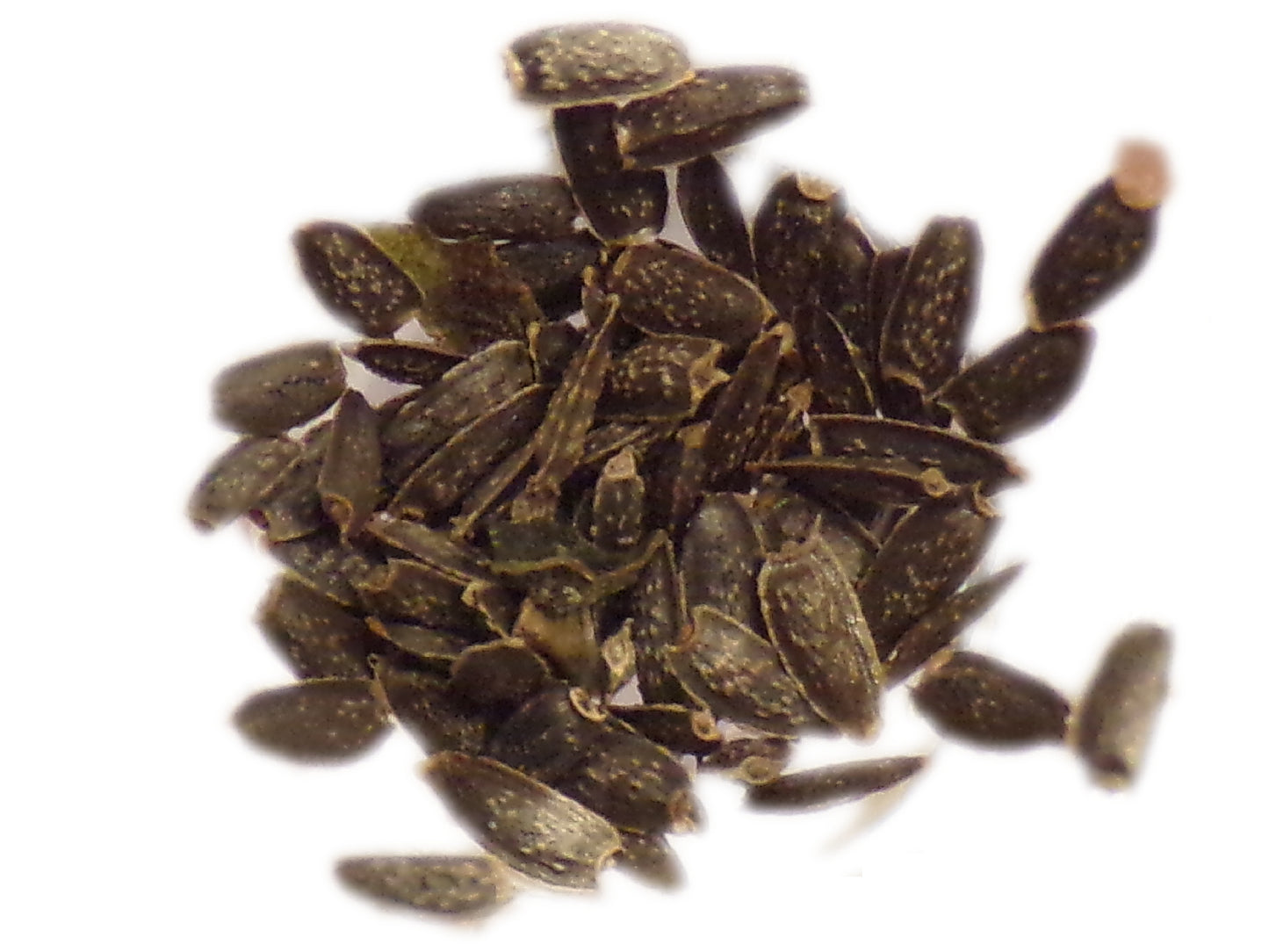 Cresson De Para - Brede Mafane – Acmella Oleracés - Spilanthes Oleracea - SEM05