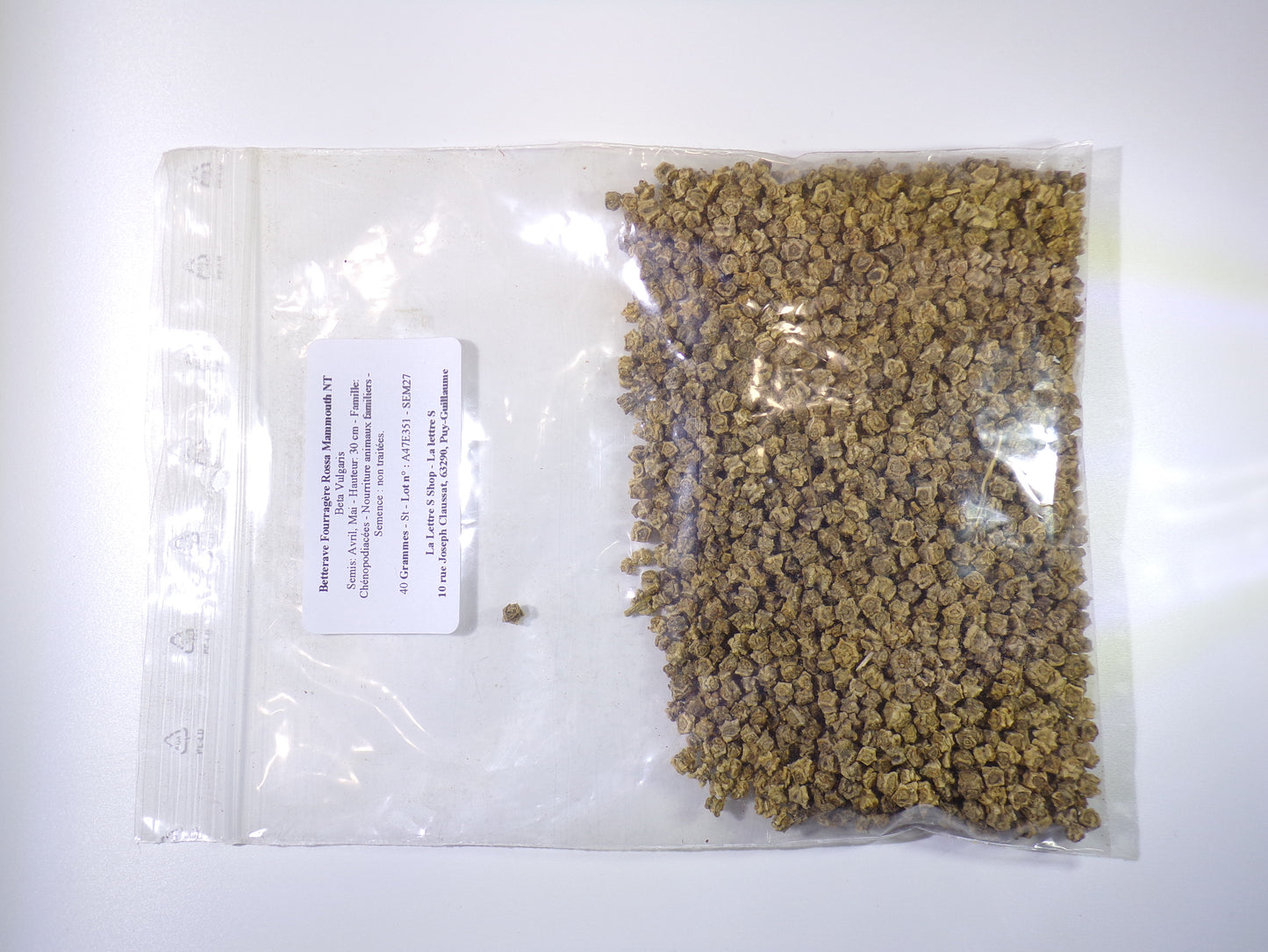 Betterave Fourragère Rossa Mammouth NT - Beta Vulgaris - SEM27