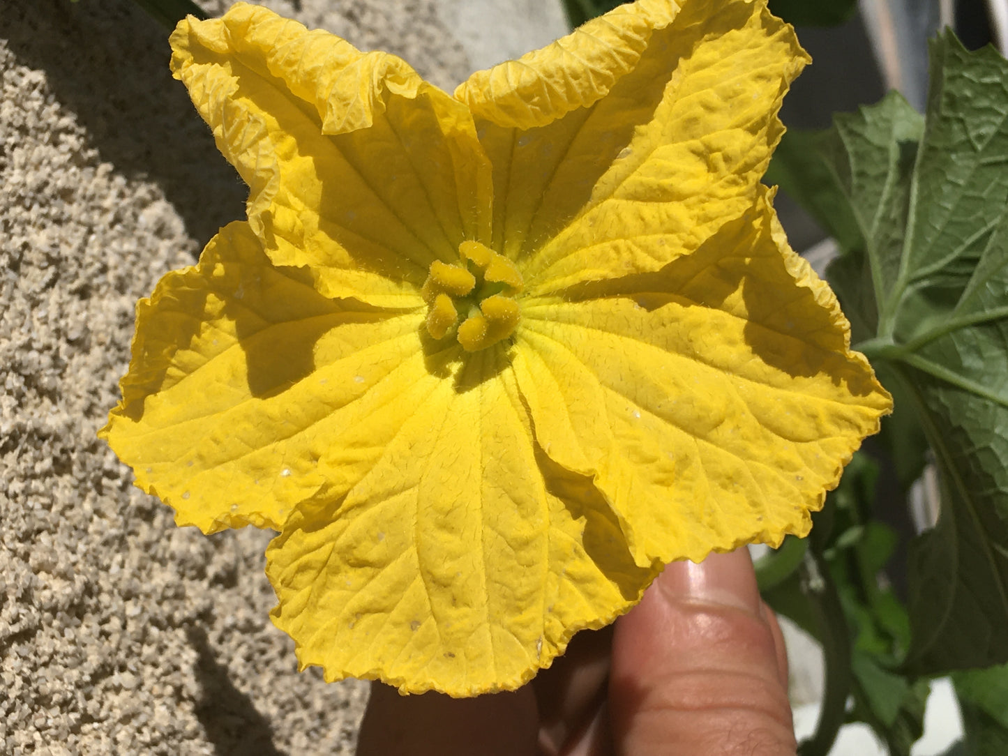 Courge Eponge - Luffa Aegyptiaca - SEM15