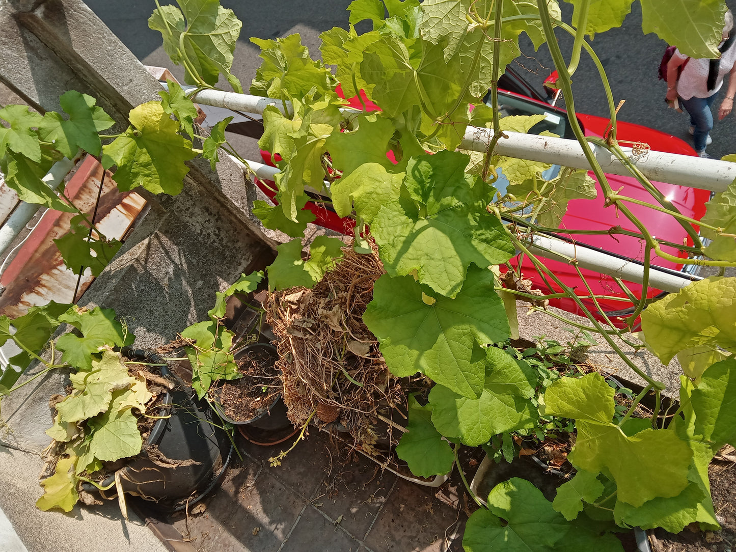 Courge Eponge - Luffa Aegyptiaca - SEM15