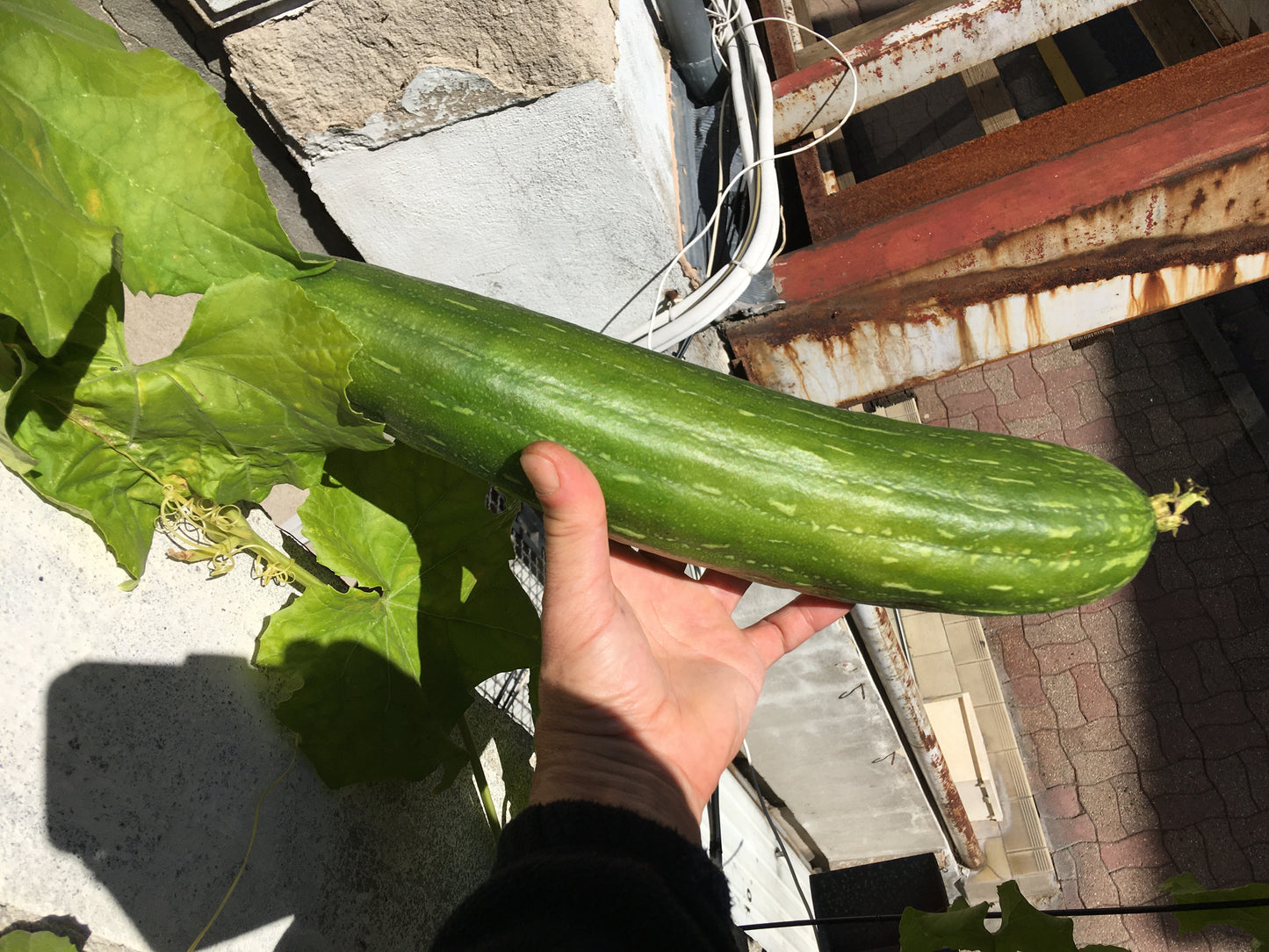 Courge Eponge - Luffa Aegyptiaca - SEM15
