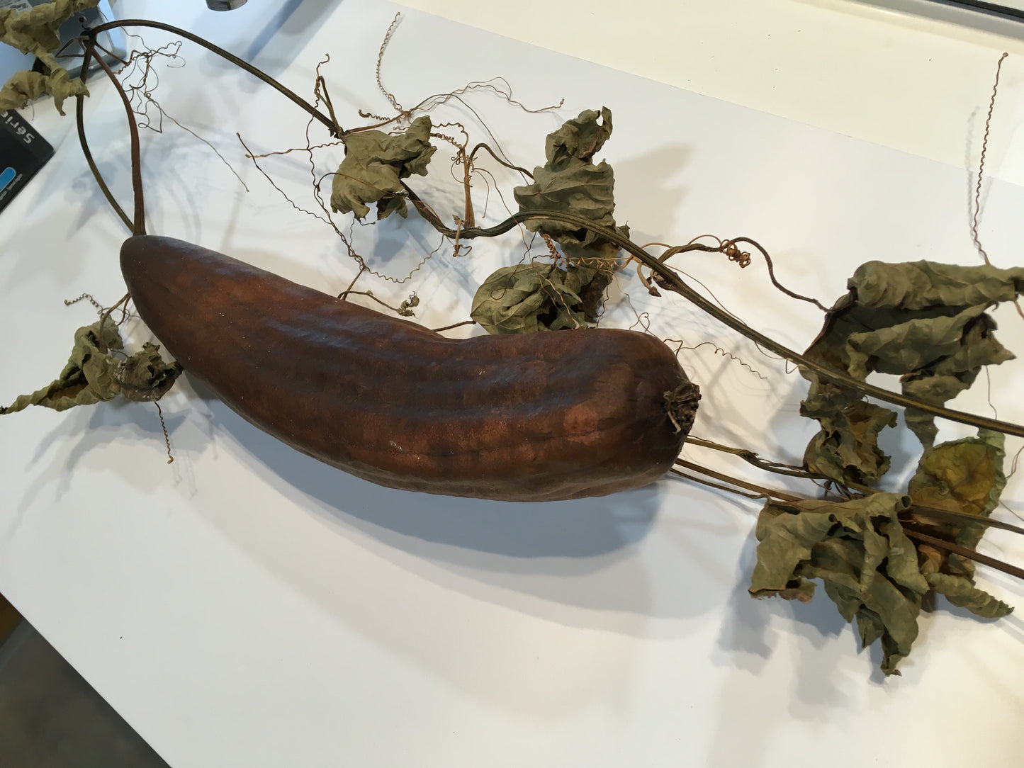 Courge Eponge - Luffa Aegyptiaca - SEM15