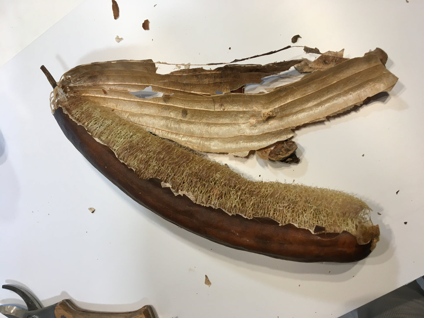 Courge Eponge - Luffa Aegyptiaca - SEM15