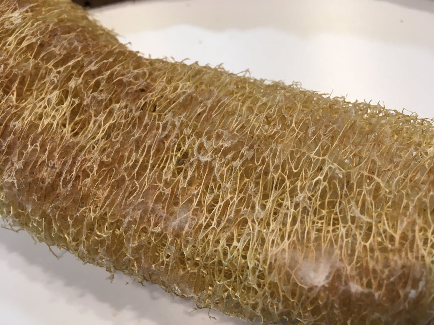 Courge Eponge - Luffa Aegyptiaca - SEM15