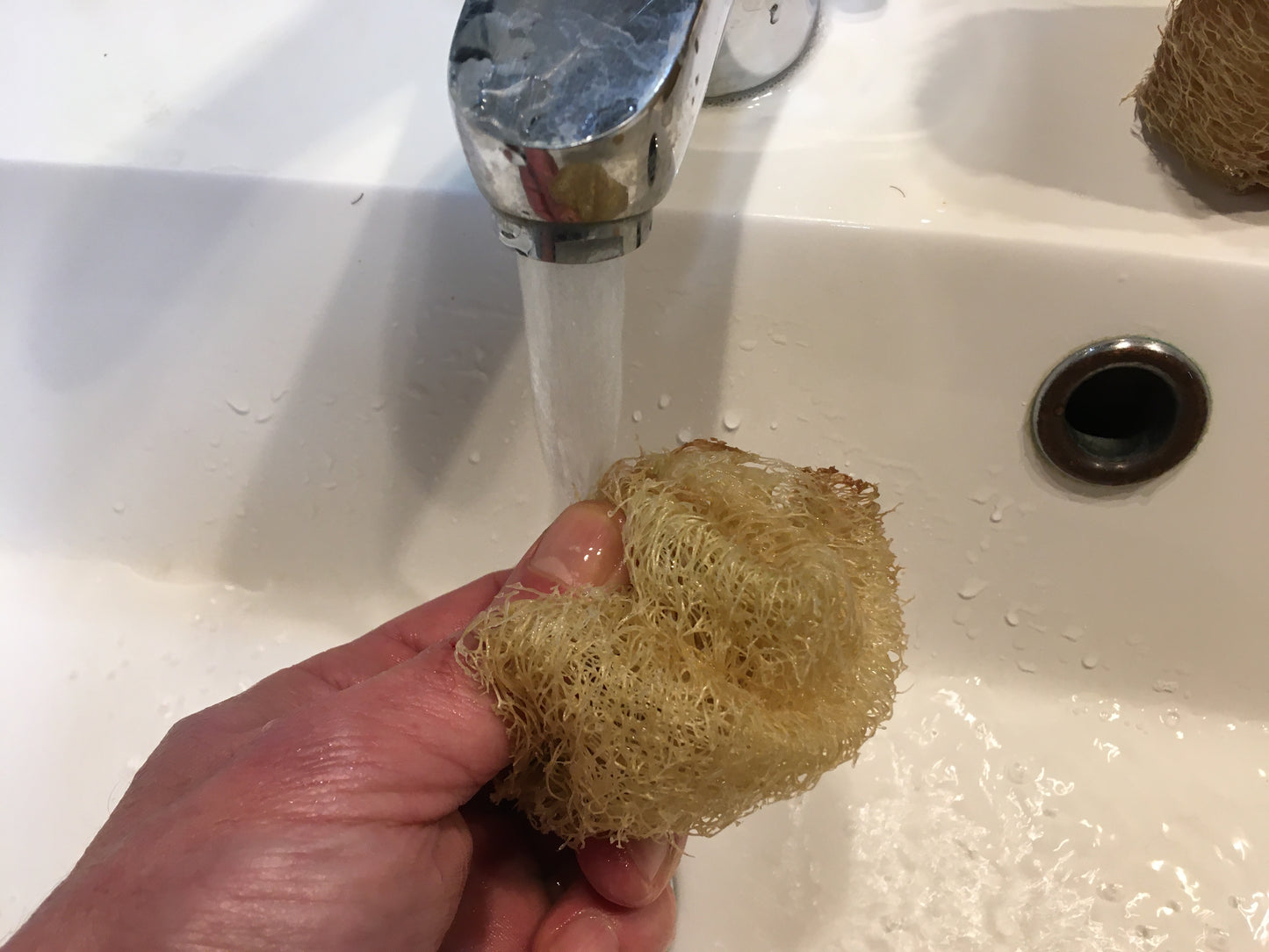 Courge Eponge - Luffa Aegyptiaca - SEM15