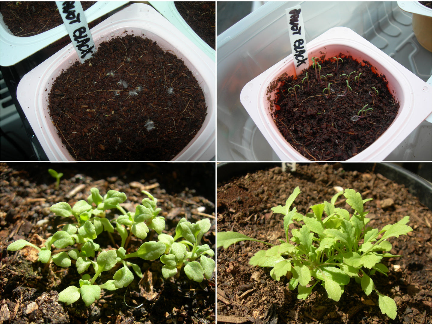 Pavot Black Peony AB - Papaver Somniferum Var. Paeoniflorum - SEM03