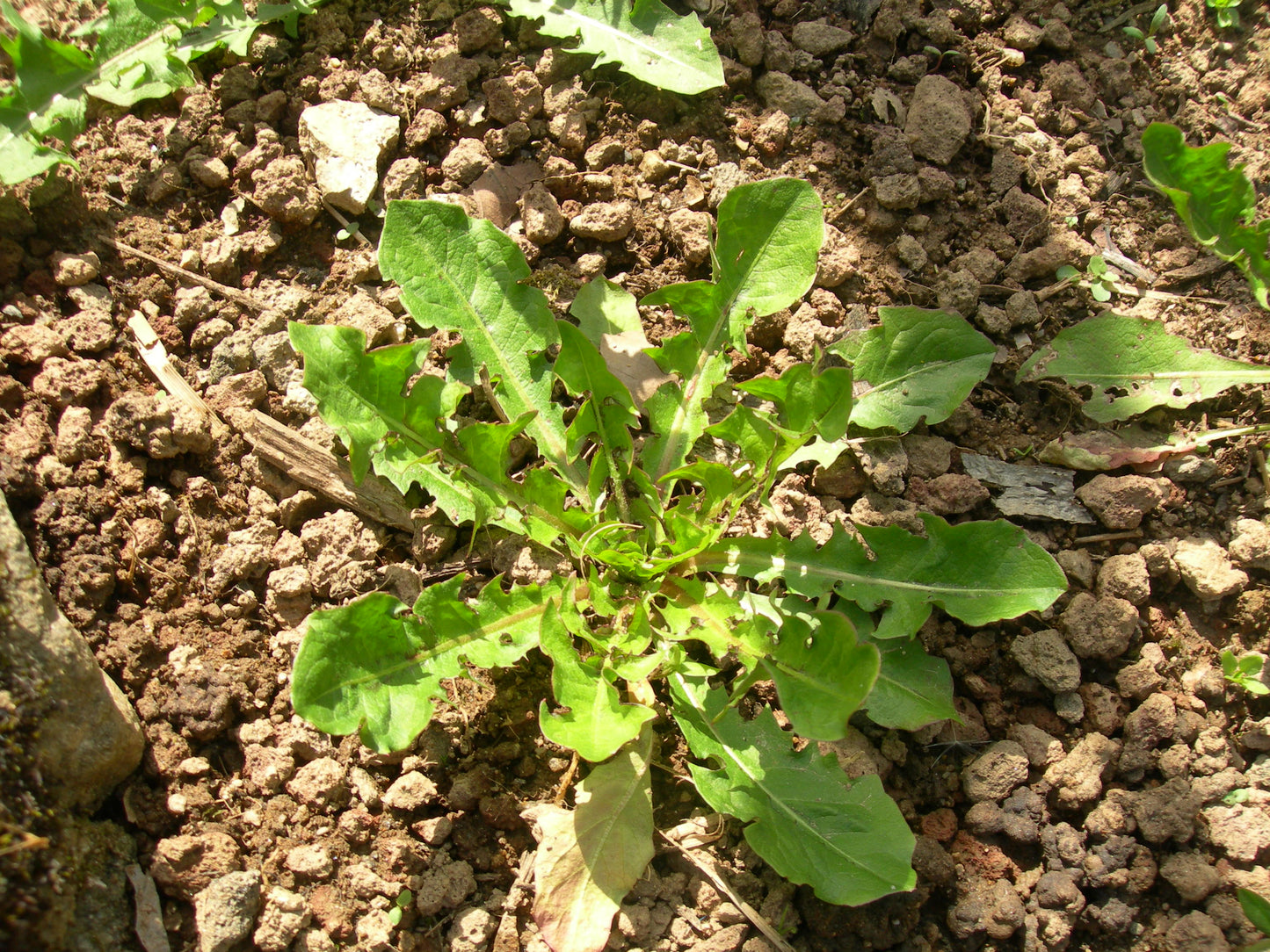 Pissenlit Dent de Lion Bio - Taraxacum Officinalis L. - SEM02