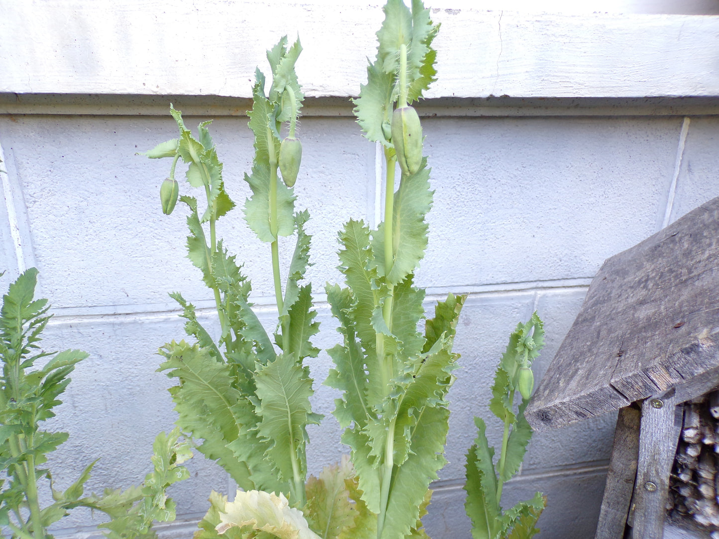 Pavot Des Jardins Blanc AB - Papaver Somniferum Var. Nigrum - SEM03