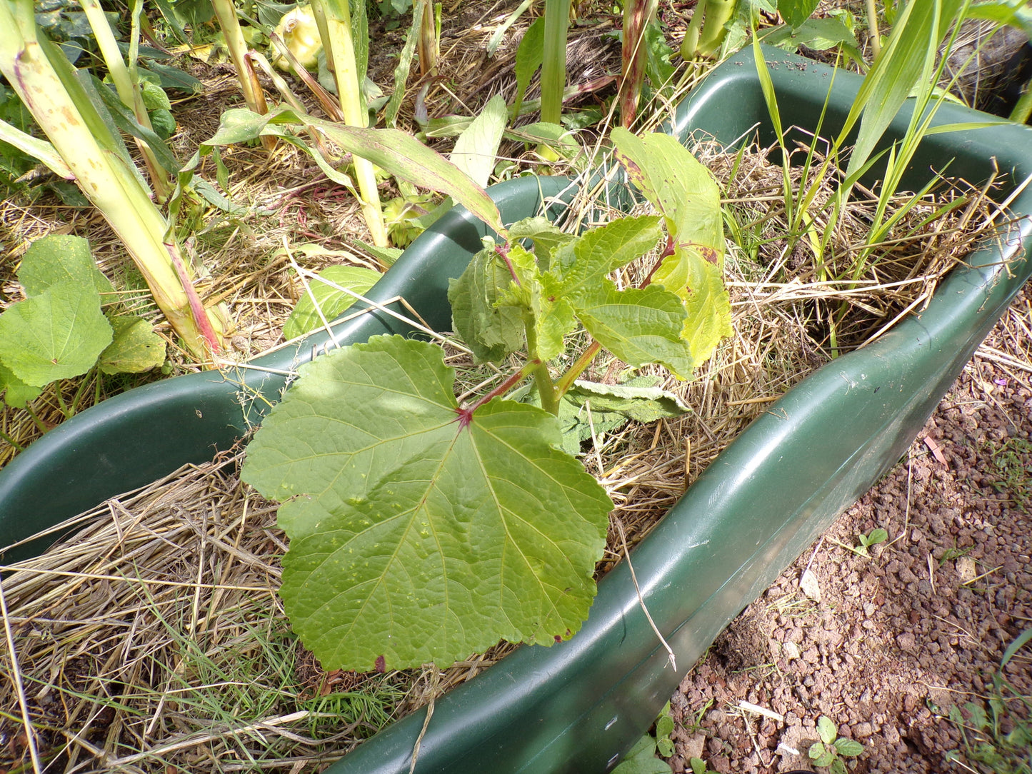Gombo - Clemson Spineless Bio - Hibiscus Esculentus L. - SEM02