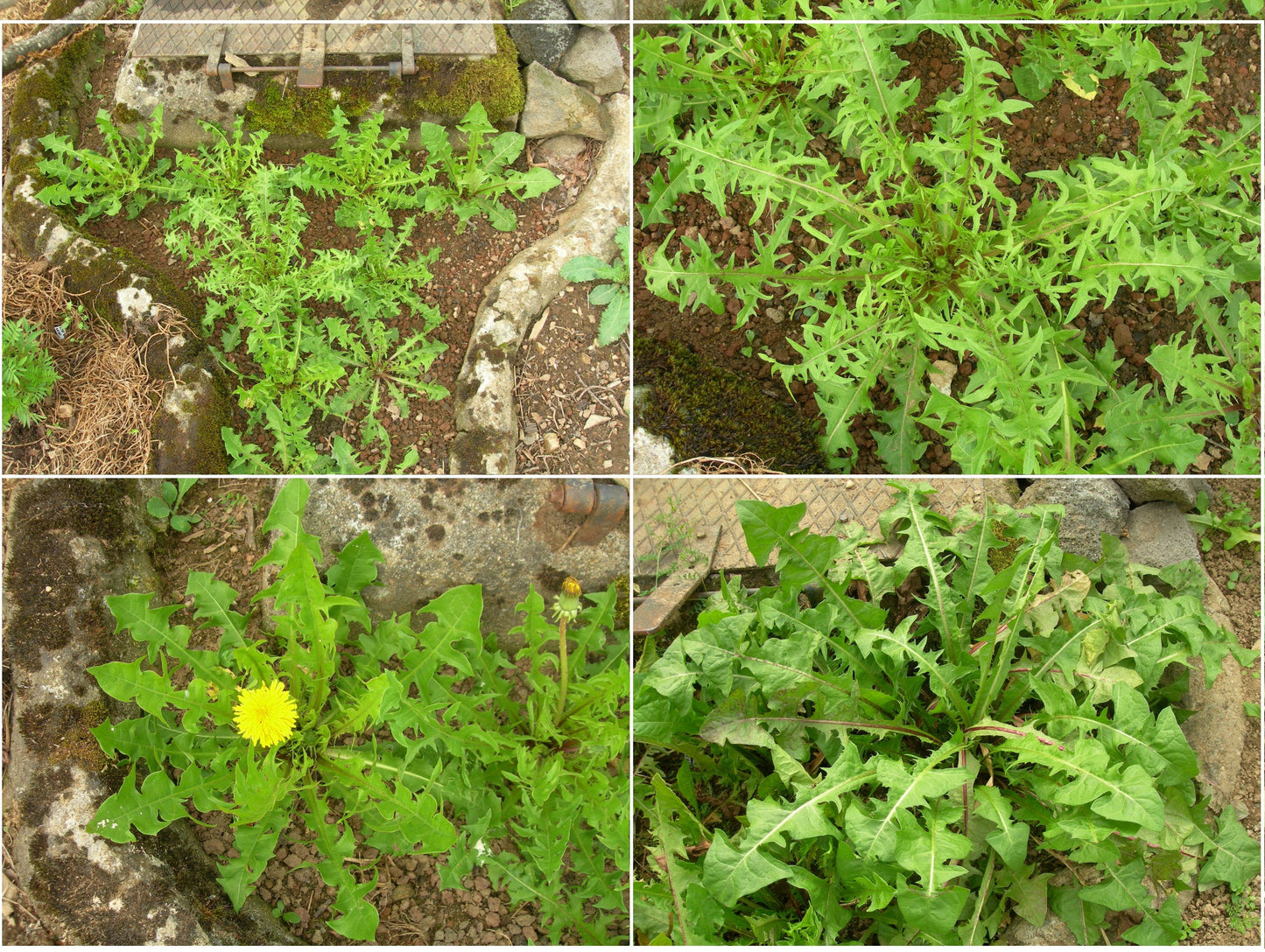 Pissenlit Dent de Lion Bio - Taraxacum Officinalis L. - SEM02