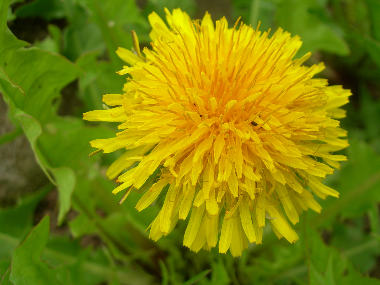 Pissenlit Dent de Lion Bio - Taraxacum Officinalis L. - SEM02