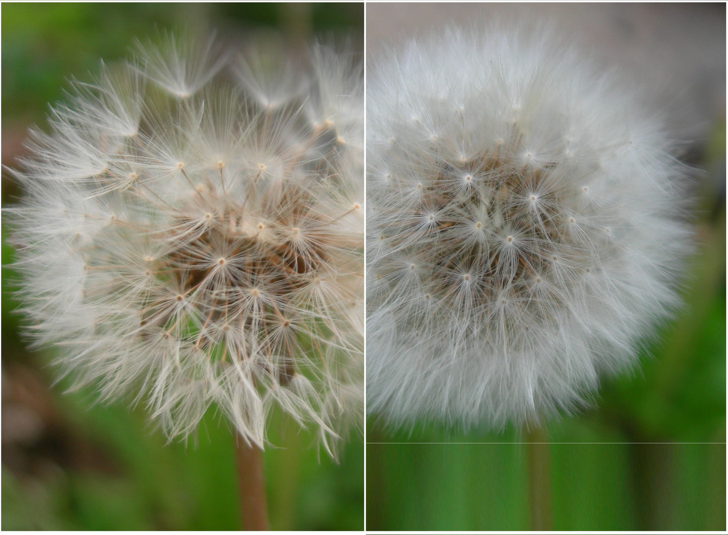 Pissenlit Dent de Lion Bio - Taraxacum Officinalis L. - SEM02