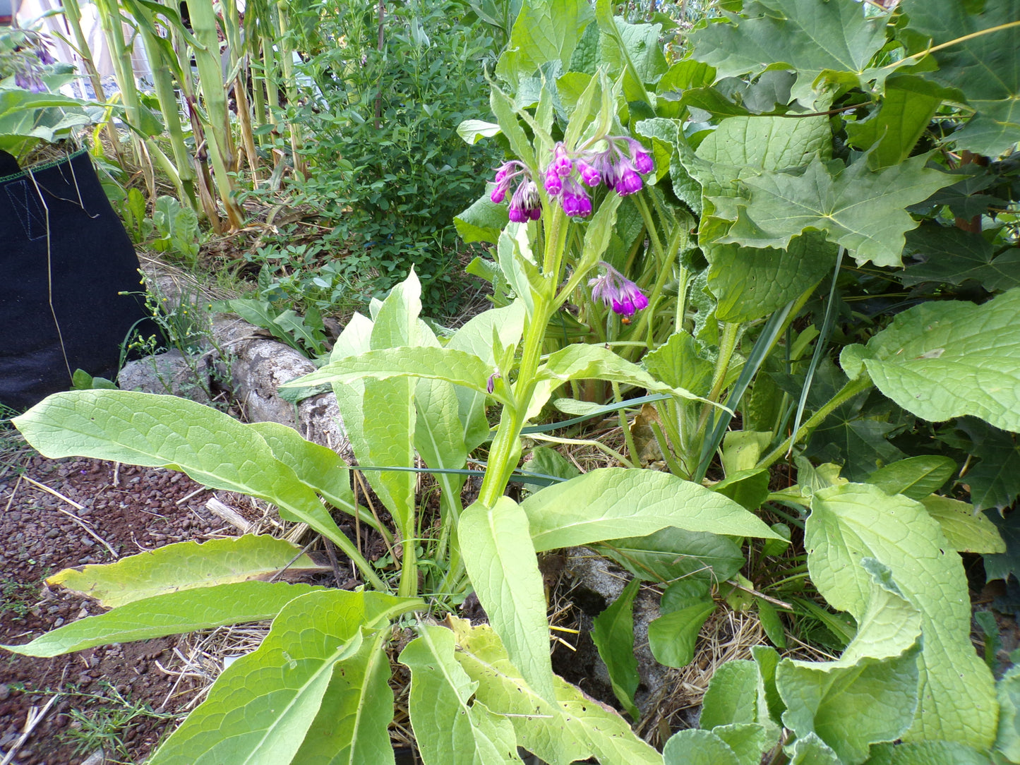 Consoude Officinale - Symphytum Officinale (Engrais Vert) SEM03