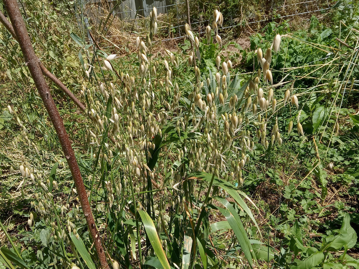 Avoine d'Hiver Bio - Avena Sativa L.