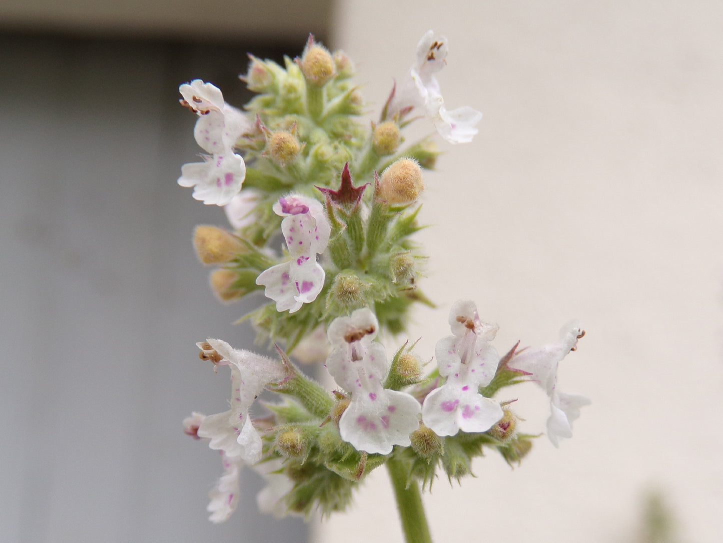 Cataire Citronnelle - Nepeta Cataria Citriodora - SEM05