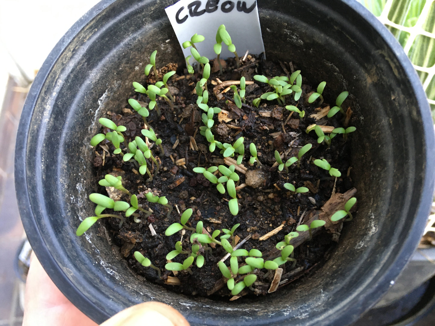 Cresson Creon NT - Lepidium Sativum L. - SEM21