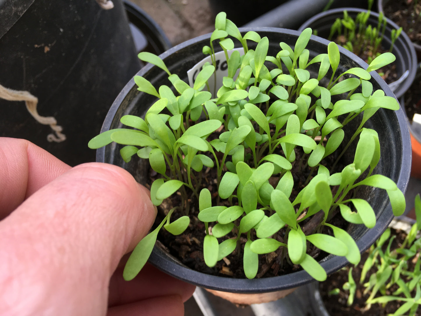 Cresson Creon NT - Lepidium Sativum L. - SEM21