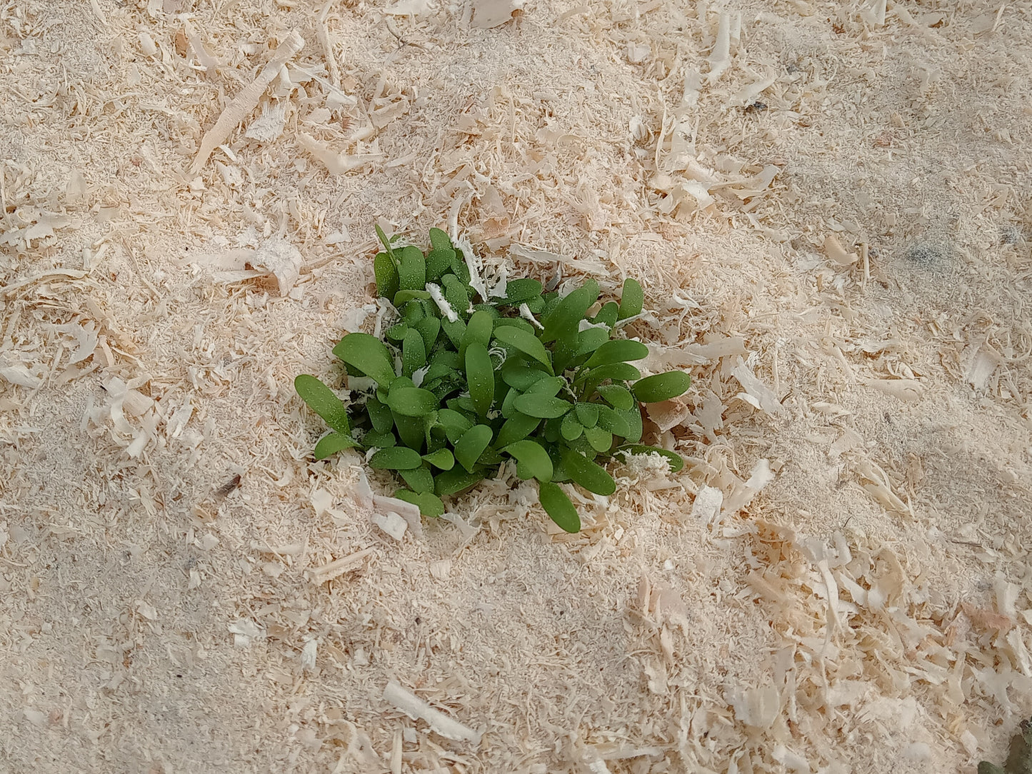 Cresson Creon NT - Lepidium Sativum L. - SEM21