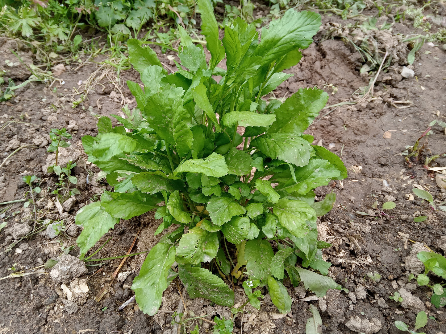 Cresson Creon NT - Lepidium Sativum L. - SEM21