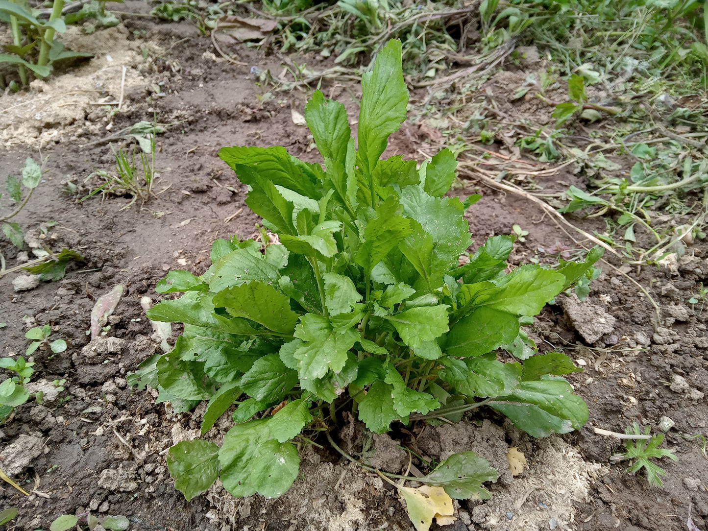 Cresson Creon NT - Lepidium Sativum L. - SEM21