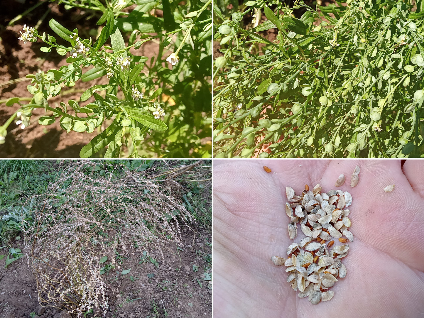 Cresson Creon NT - Lepidium Sativum L. - SEM21