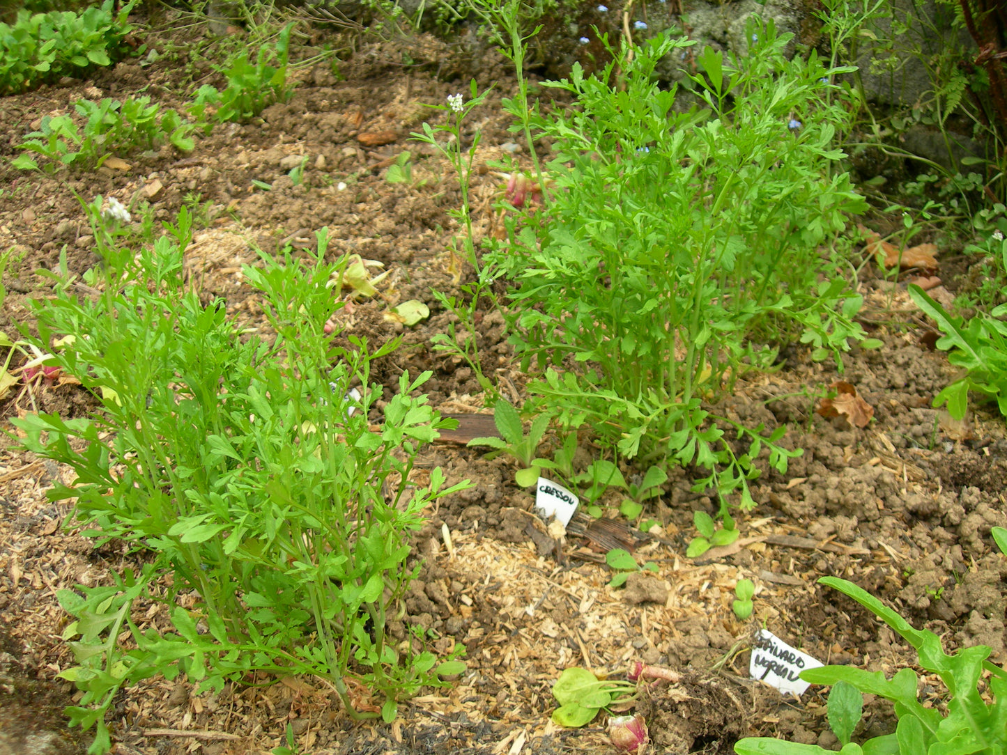 Cresson Alénois Bio - Lepidium Sativum L. - SEM02