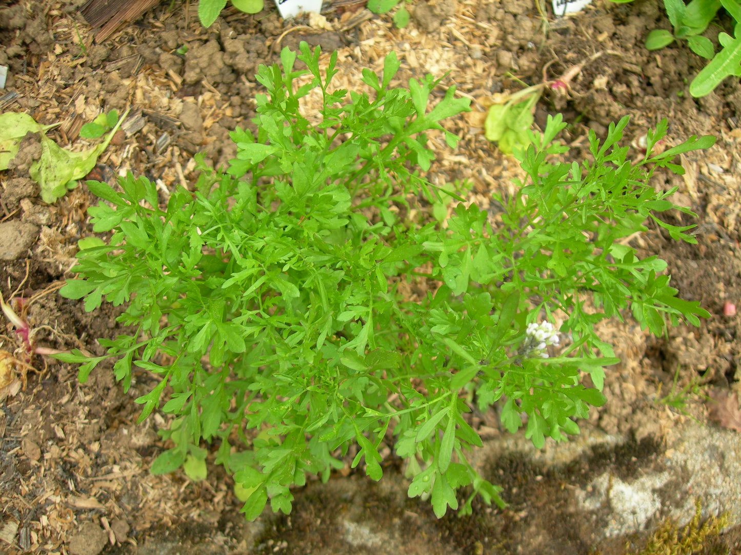 Cresson Alénois Bio - Lepidium Sativum L. - SEM02