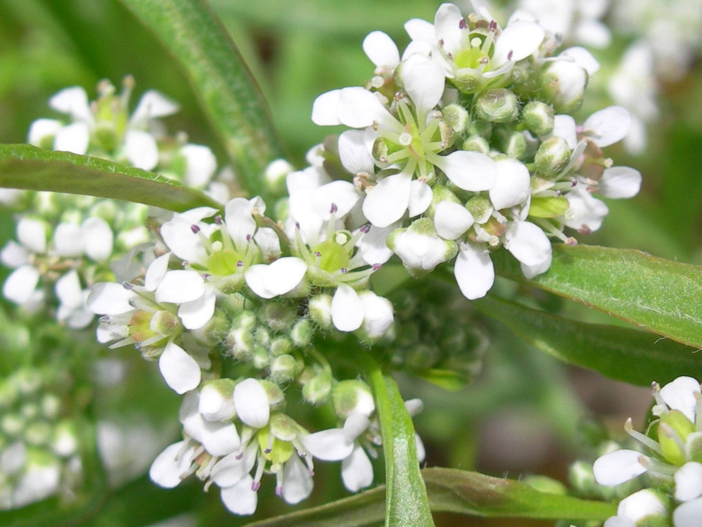 Cresson Alénois Bio - Lepidium Sativum L. - SEM02