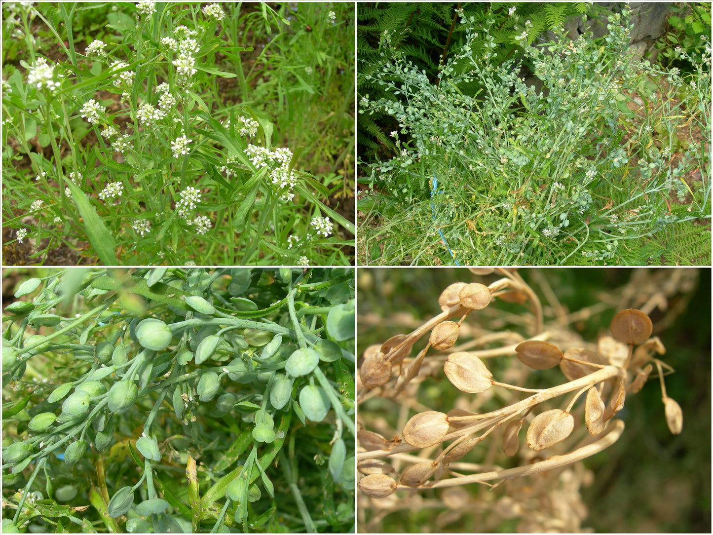 Cresson Alénois Bio - Lepidium Sativum L. - SEM02