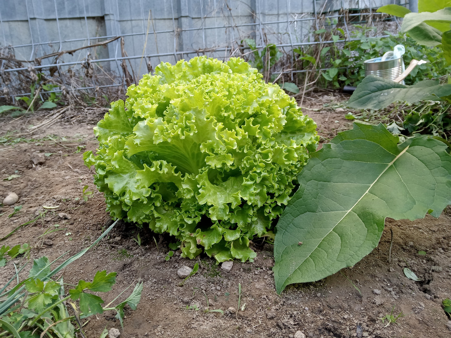 Laitue - Lactuca Sativa L. - SEM06