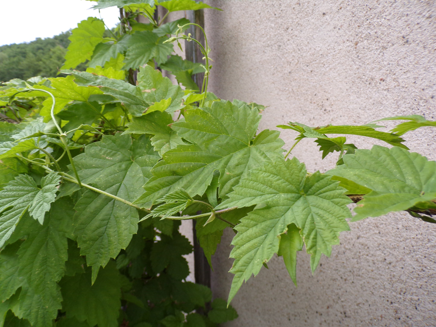 Houblon - Humulus Lupulus - SEM05