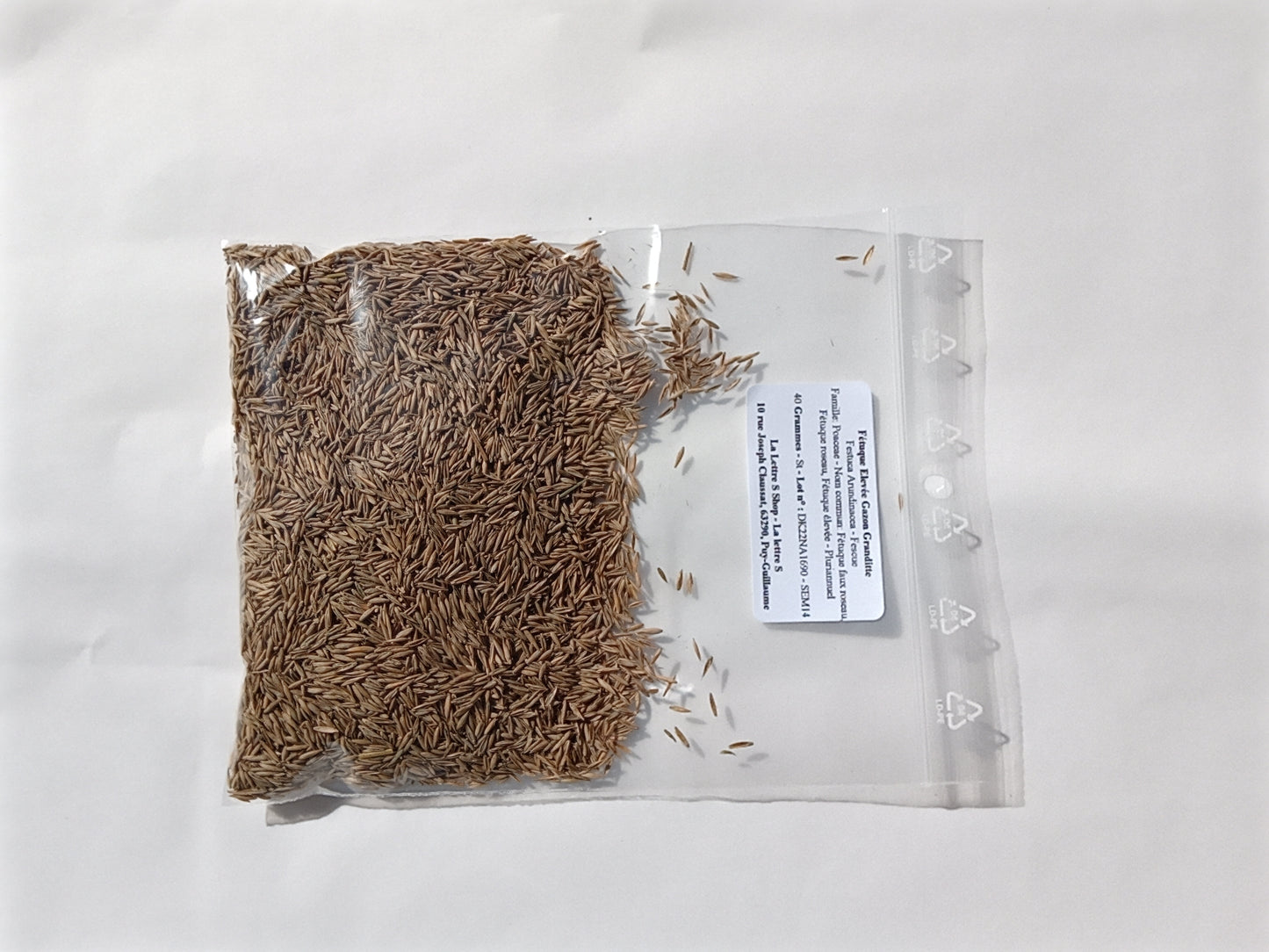 Fétuque Elevée - Festuca Arundinacea (Engrais Vert) SEM14