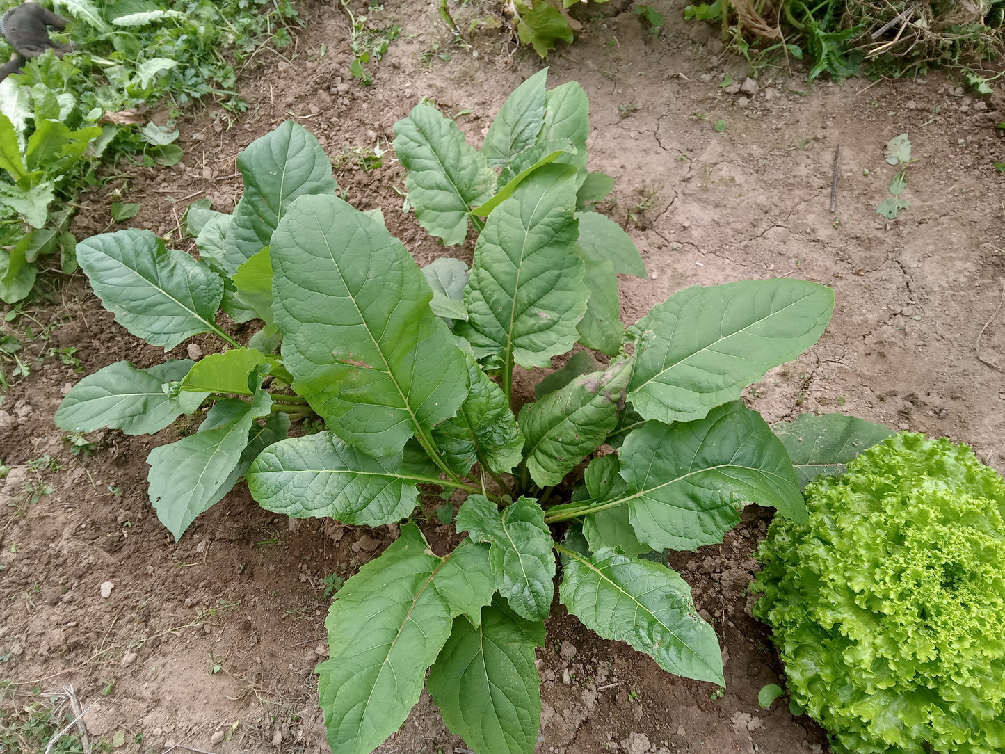 Silphie Perfoliée - Silphium Perfoliatum - SEM05