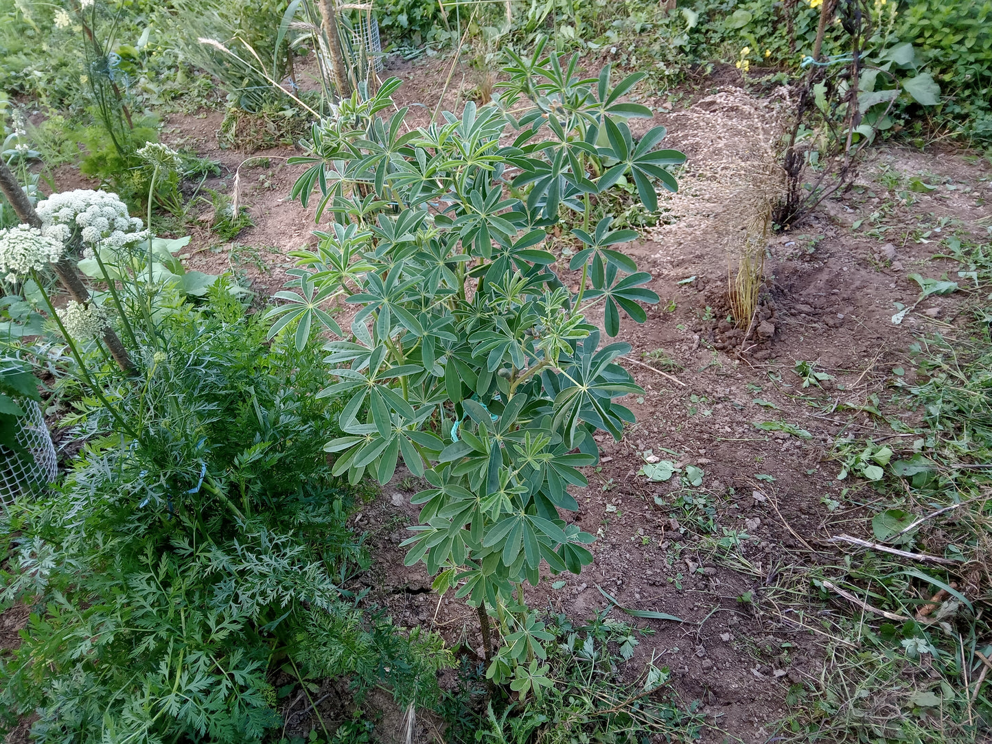 Lupin Blanc à Gros Grain NT - Lupinus Albus - SEM27