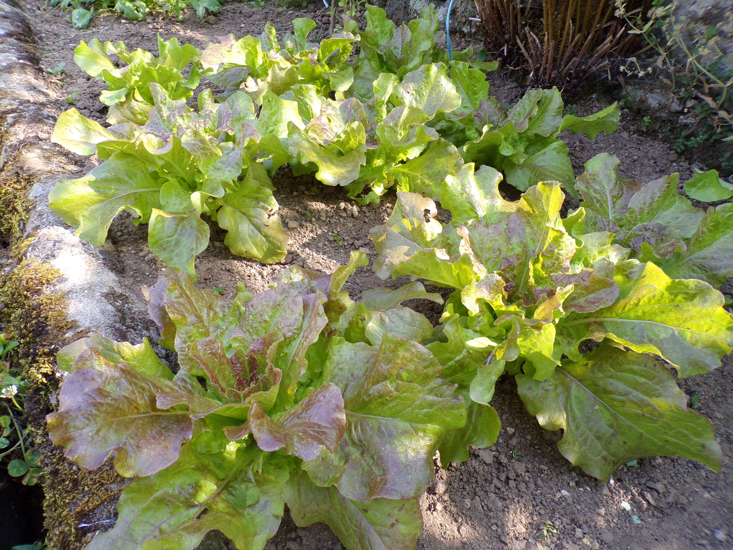 Laitue de Printemps - Lactuca Sativa – SEM06