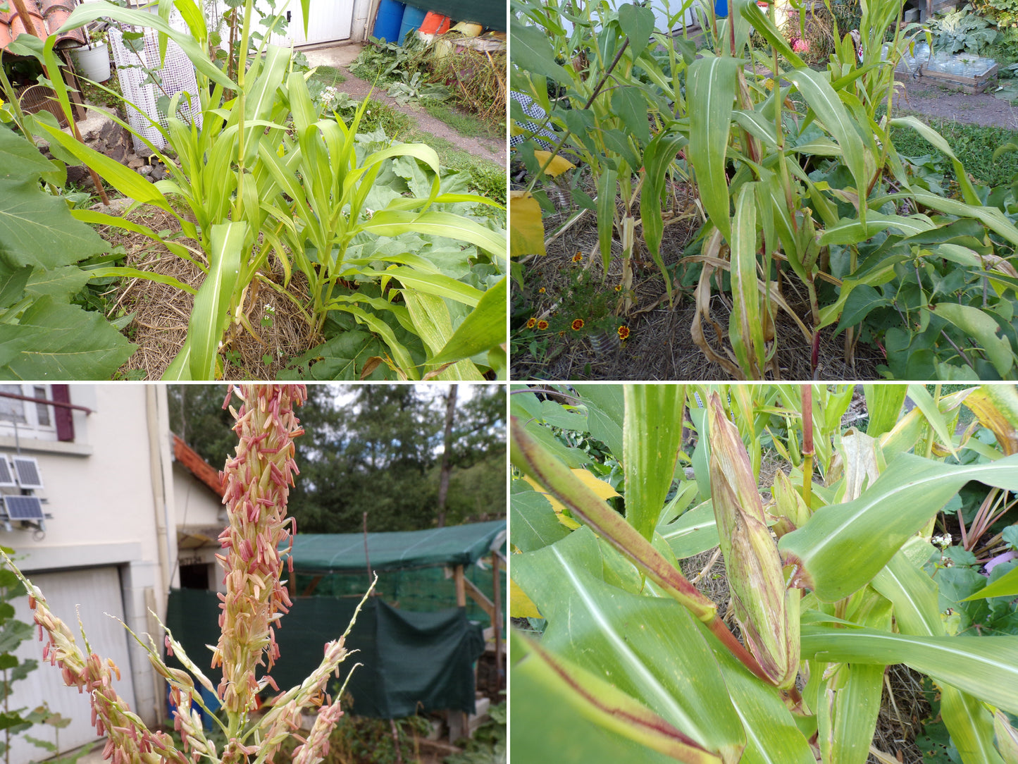 Maïs Doux - Zea Mays - SEM01