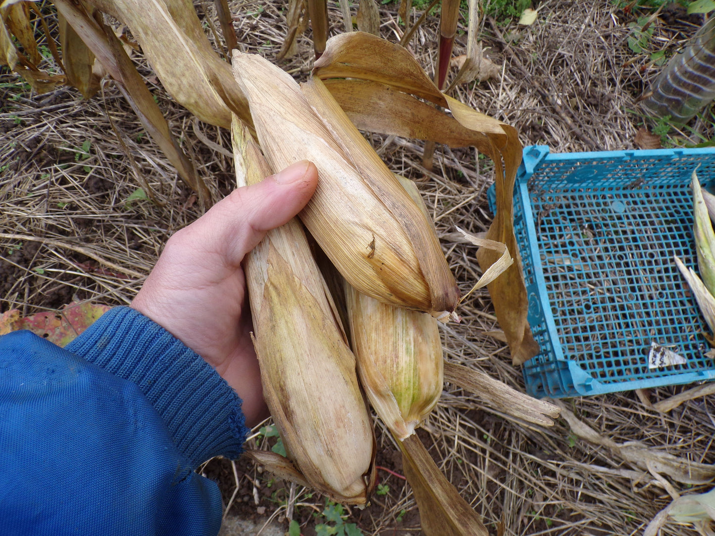 Maïs Doux - Zea Mays - SEM01