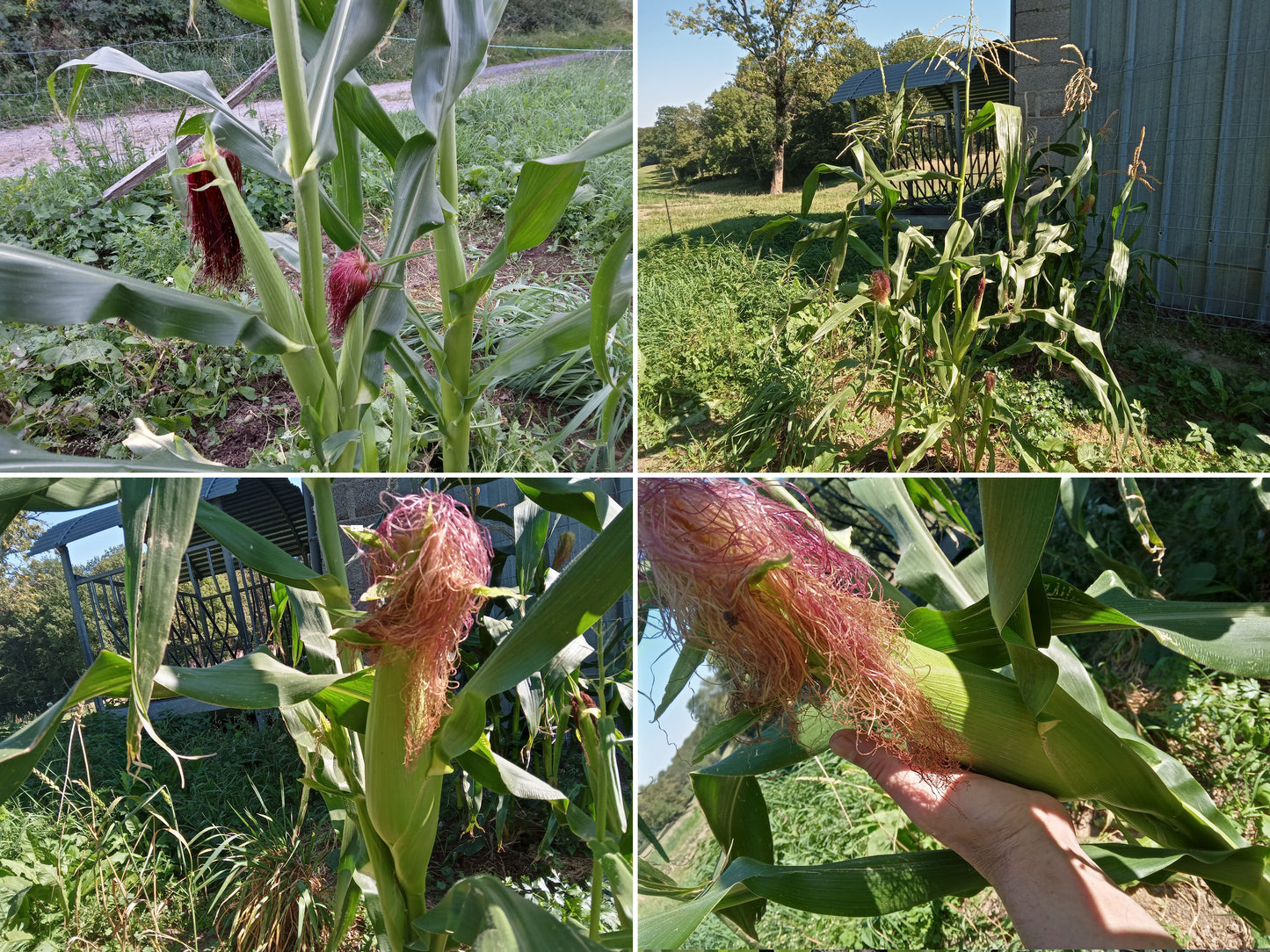 Maïs Doux - Zea Mays L. Subsp. Mays Ab - SEM01