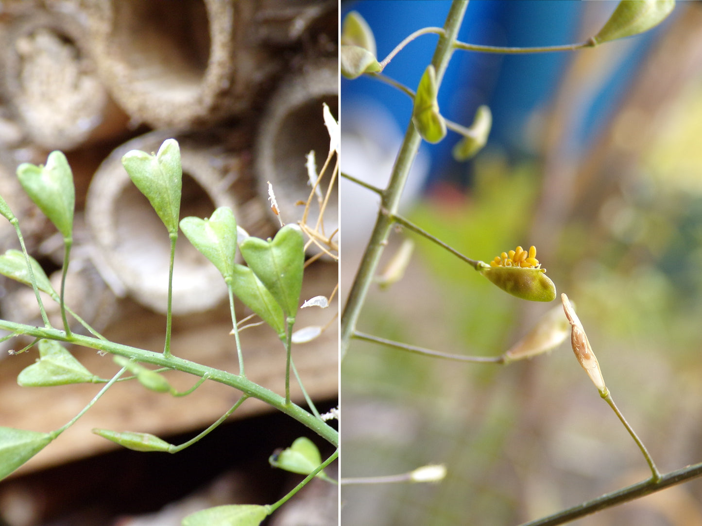 Bourse à Pasteur - Capsella Bursa Pastoris - SEM05